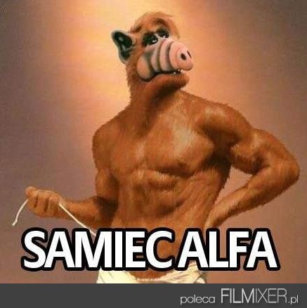 Image result for samiec alfa mem